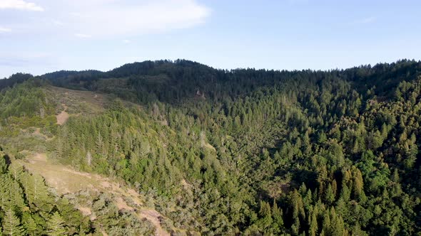 Aerial View of the Verdant Hills with Trees in Napa Valley During Summer Season. 