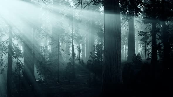 Black Tree Trunk in a Dark Pine Tree Forest