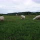 Herd of Sheep Eating Green Grass on the Meadow - VideoHive Item for Sale