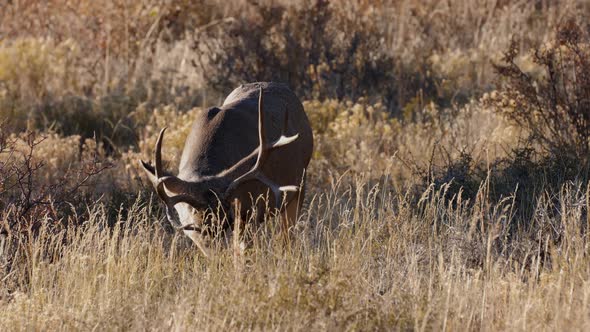 A herd of deer grazing in the Rocky Mountain National Park