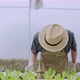 Caucasian male business owner observes about growing organic arugula on hydroponics farm - VideoHive Item for Sale