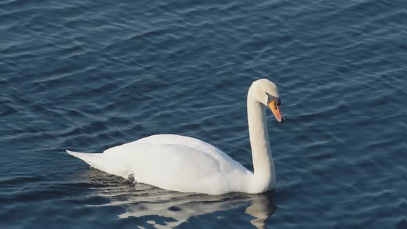 A single swan swims in calm water. Close up. Slight angle from above in 4K.