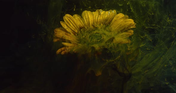 Yellow Flower in Muddy Water with Dark Ink Floating Around It, 