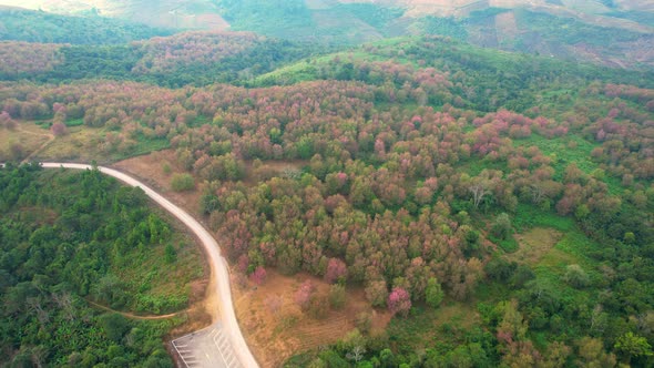 An aerial view from a drone over the Himalayan Cherry tree in a beautiful forest