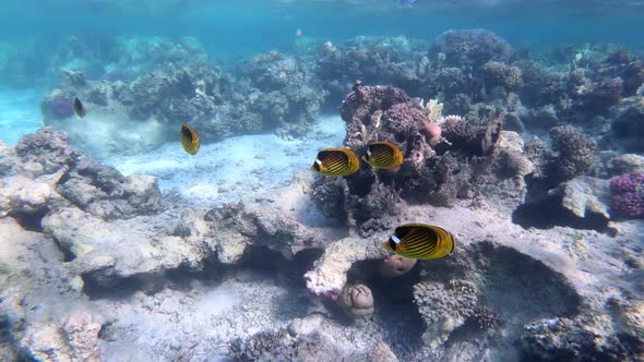 Red Sea Raccoon Butterflyfish , Egypt