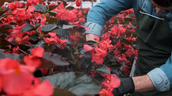  Hand Reaching Out To Touch Young Plants in Large Greenhouse. Agriculture or Science Industry.