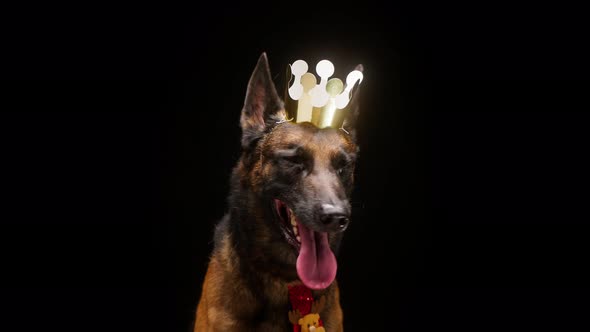 Portrait of Brown Malinois Bard with Crown and Red Collar Posing on Black Background