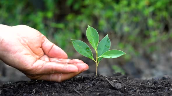 Slow motion shot - hand giving water to plant.