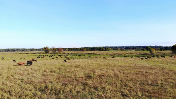 in Meadow on Green Grassy Field Many Brown and Black Pedigree Breeding Cows Bulls are Grazing