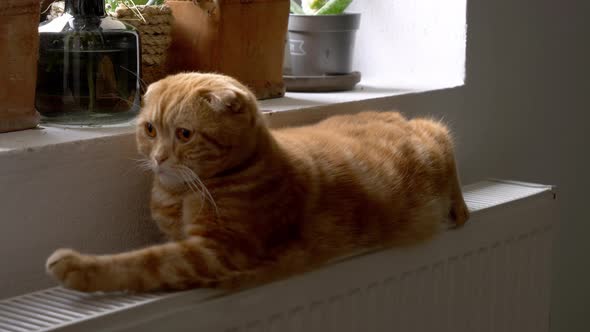 ginger cat heats on the radiator