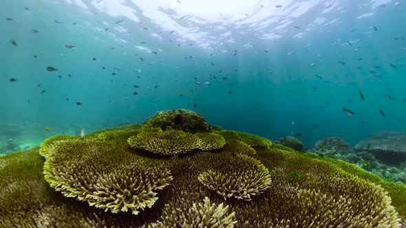 Coral Reef and Tropical Fish Underwater. Camiguin, Philippines