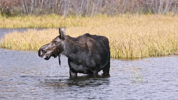 Cow Moose grazing through pond in the Grand Tetons