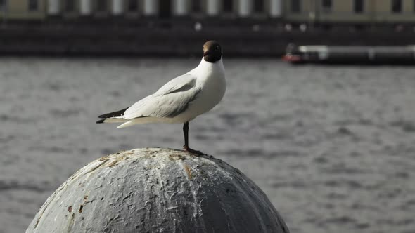 white seabird against the backdrop of water and a beautiful old town