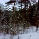 Moving Between Snowy Tree Trunks in Deep Winter Forest - VideoHive Item for Sale