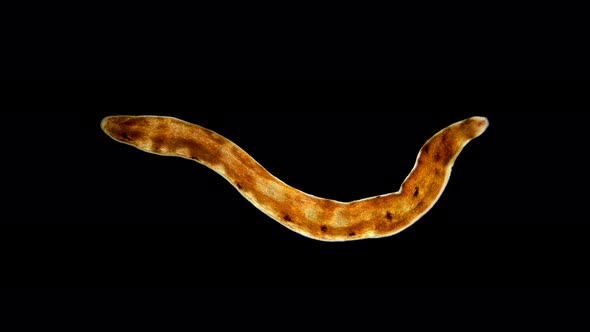 Nemertea Worm Under a Microscope, Supertype Spiralia. Highest Classification: Lophotrochozoa