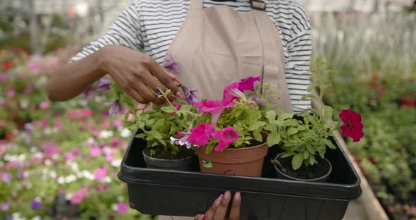 Black Woman with a Flowers Crate Standing at Plant