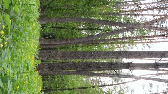 Vertical Video of a Beautiful Green Pine Forest on a Summer Day Slow Motion