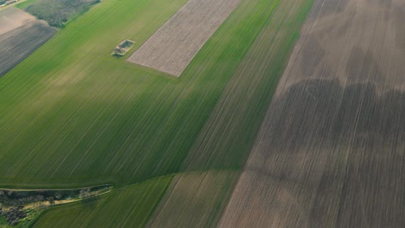 Aerial View of Bright Green Agricultural Farm Field with Growing Wheat Plants