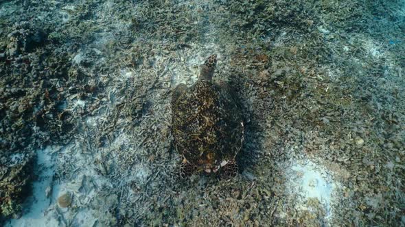 Sea Turtle Swimming at Bottom of Sea on Coral Reefs. Green Tropical Turtle Swimming Alone in Blue