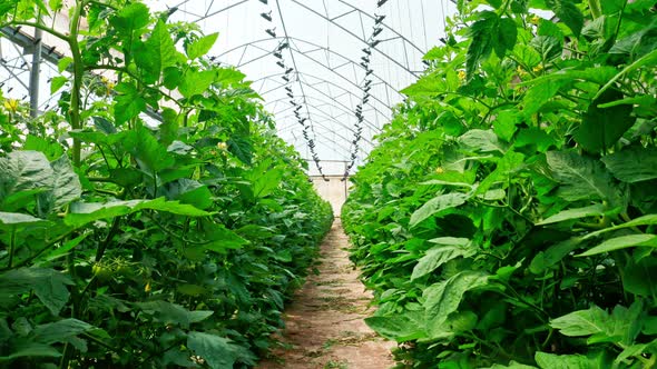 Rows of plants growing inside a large greenhouse