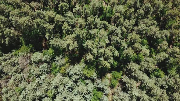 Bird Eye View Aerial Shot of Tree Tops