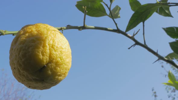 Cultivated lemon fruit tree 4K 3840X2160p UHD video - Lemon fruit cultivated in  continental Eastern