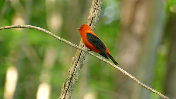 Red and black bird takes flight from its perched position on a branch in the middle of the thicket.