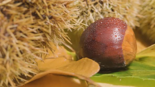 Extreme macro shot Chestnut fruit reveal, water drops, Fresh ingredient