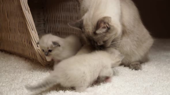 Kittens With Mummy Cat