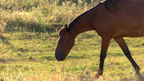 Horse Is Walking on Grass.