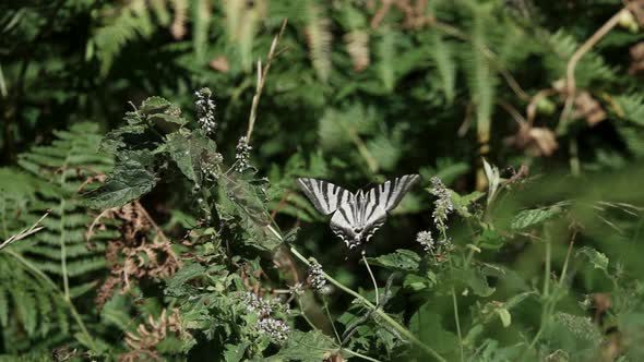 Butterfly Flying From One Leaf To Another in Slow-mo