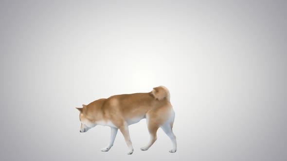 Red Dog Shiba Inu Walking and Sniffing on Gradient Background