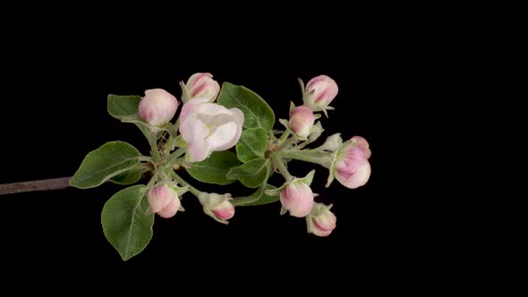 Timelapse of a White Flowers Apple Blossom