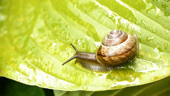 HD - Creeping Snail