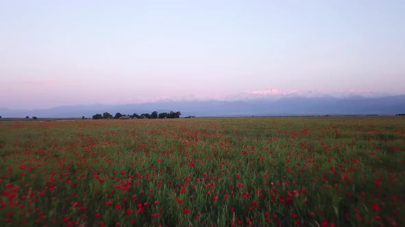 Poppy Fields with Views of the Snowy Mountains