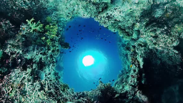 Coral Reef and Tropical Fish. Bohol, Philippines