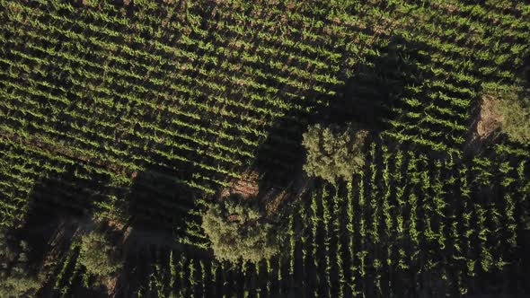 Eagle eye perspective passing over neatly arranged rows of grape vines in the Douro Valley of Portug