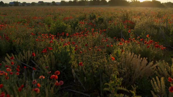 Poppy Field at Sunrise  Aerial View