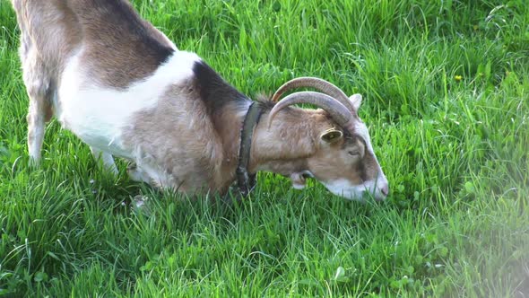 Goat in the meadow