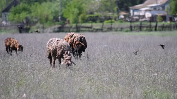 Sheep graze on a green meadow