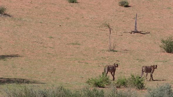 Two African Cheetahs walk the arid landscape of Kalahari Desert