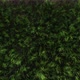 Grass Blowing Top View Background 4K Loop - VideoHive Item for Sale
