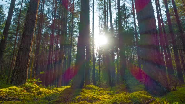 Forest And Sun