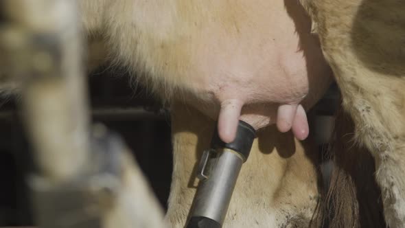 Dairy farm, automatic milking.