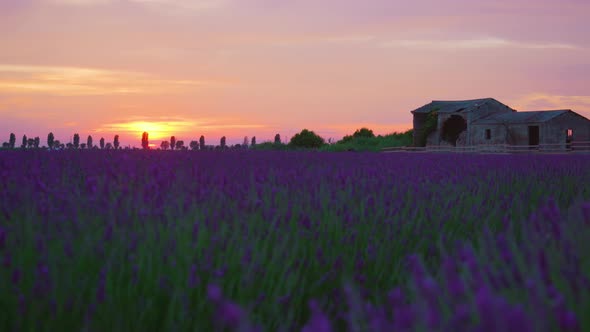 Beautiful Sunset Over the Purple Lavender Field