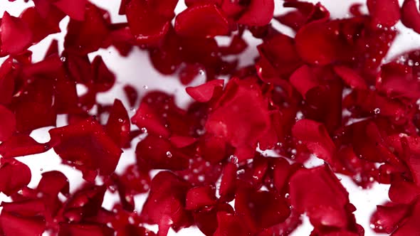 Super Slow Motion Shot of Flying Red Rose Petals Towards Camera on White Background at 1000 Fps