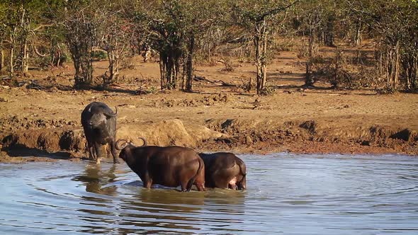 African buffalo in Kruger National park, South Africa