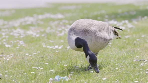 Goose Eating Green Grass on a Field