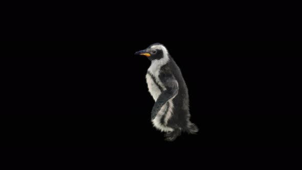 Penguin Dancing 4K