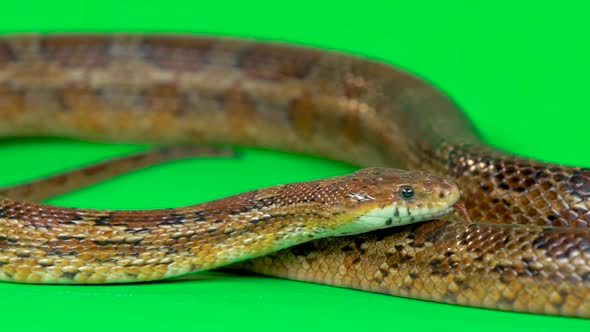 Coronella Brown Snake Crawling on Green Screen at Studio. Close Up. Slow Motion